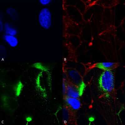 Immunocytochemistry/ Immunofluorescence: QKI/Quaking Antibody (S147-6) - Pan Specific [NBP2-42196]