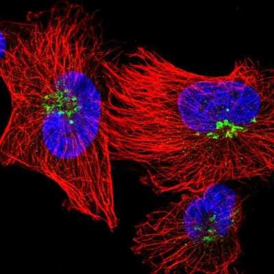 Immunocytochemistry/ Immunofluorescence: QSOX1/Quiescin Q6 Antibody [NBP2-55409]