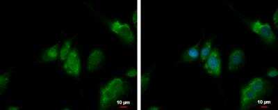 Immunocytochemistry/ Immunofluorescence: QTRT1 Antibody [NBP2-20030]