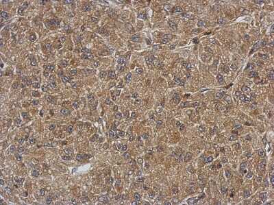 Immunohistochemistry-Paraffin: QTRT1 Antibody [NBP2-20030]