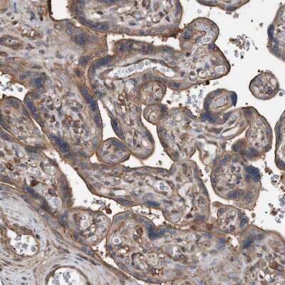 Immunohistochemistry-Paraffin: R-Spondin 3 Antibody [NBP1-82234]