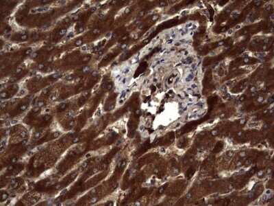 Immunohistochemistry: R-Spondin 3 Antibody (OTI3D5) - Azide and BSA Free [NBP2-73949]
