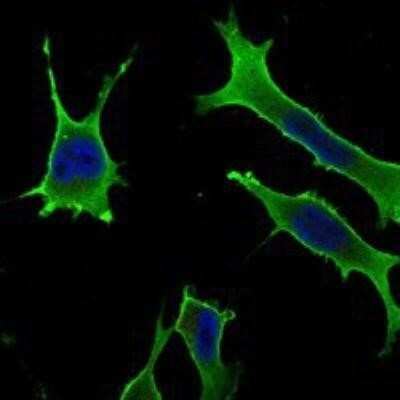 Immunocytochemistry/ Immunofluorescence: RAB10 Antibody (4E2) - BSA Free [NBP1-51634]