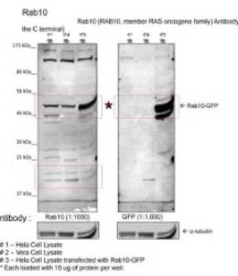 Western Blot: RAB10 Antibody [NBP1-74132]