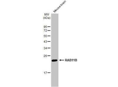 Western Blot: RAB11B Antibody [NBP2-15085]