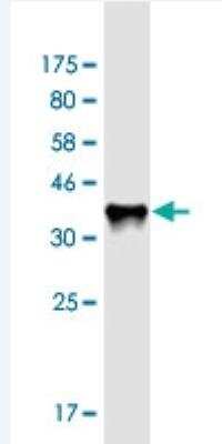 Western Blot: RAB11FIP3 Antibody (6H6) [H00009727-M01-100ug]