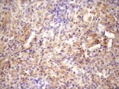 Immunohistochemistry: RAB11FIP4 Antibody (OTI13B5) [NBP2-45496]