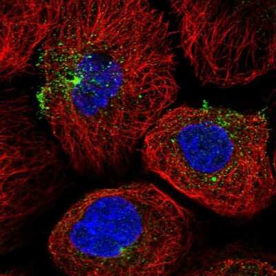 Immunocytochemistry/ Immunofluorescence: RAB11FIP5 Antibody [NBP1-81855]