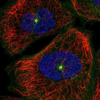Immunocytochemistry/ Immunofluorescence: RAB11FIP5 Antibody [NBP2-32662]