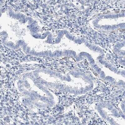 Immunohistochemistry-Paraffin: RAB11FIP5 Antibody [NBP1-81855]