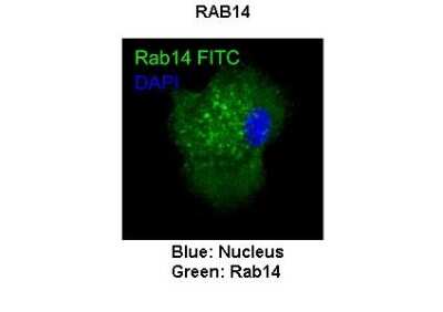 Immunocytochemistry/ Immunofluorescence: RAB14 Antibody [NBP1-79962]