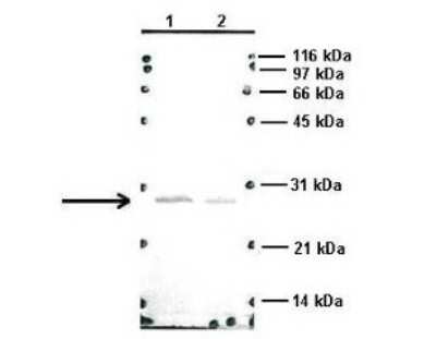 Western Blot: RAB14 Antibody [NBP1-79962]