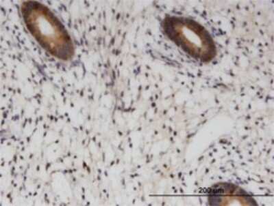 Immunohistochemistry-Paraffin: RAB1B Antibody (1B2) [H00081876-M02]
