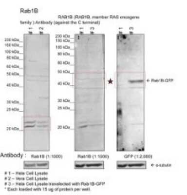 Western Blot: RAB1B Antibody [NBP1-98500]