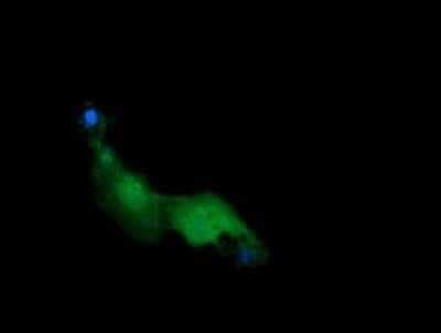 Immunocytochemistry/ Immunofluorescence: RAB21 Antibody (OTI6E12) - Azide and BSA Free [NBP2-73769]