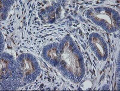 Immunohistochemistry: RAB30 Antibody (OTI3E7) - Azide and BSA Free [NBP2-73771]