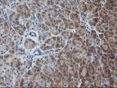 Immunohistochemistry: RAB30 Antibody (OTI3E7) - Azide and BSA Free [NBP2-73771]