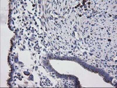Immunohistochemistry: RAB30 Antibody (OTI3E7) [NBP2-45498]