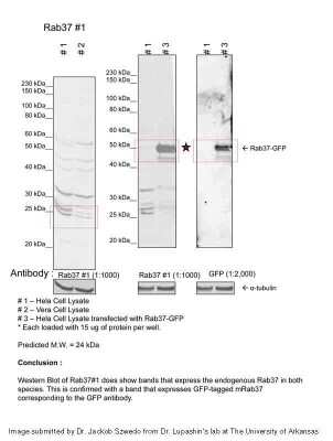 Western Blot: RAB37 Antibody [NBP2-82324]