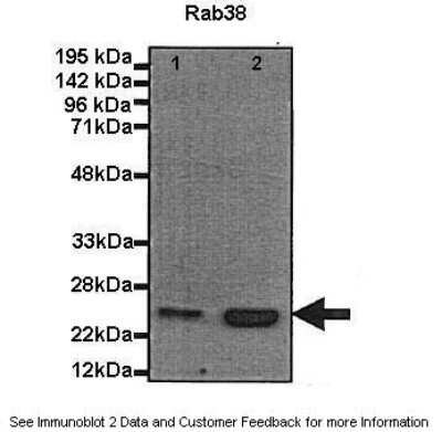 Western Blot: RAB38 Antibody [NBP1-58930]