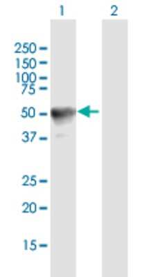 Western Blot: RAB3IL1 Antibody [H00005866-B01P]