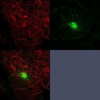Immunocytochemistry/ Immunofluorescence: RAB3IP Antibody (OTI5F2) - Azide and BSA Free [NBP2-73775]