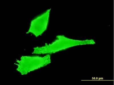 Immunocytochemistry/ Immunofluorescence: RAB42 Antibody (3A2) [H00115273-M03]