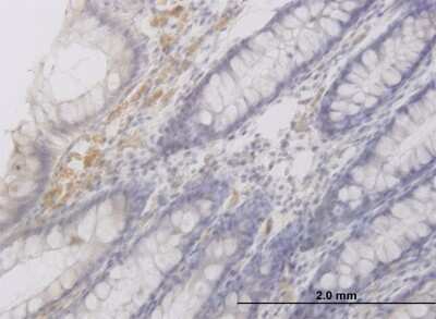Immunohistochemistry-Paraffin: RAB42 Antibody (3A2) [H00115273-M03]
