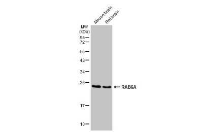 Western Blot: RAB6A Antibody (HL1047) [NBP3-13701]