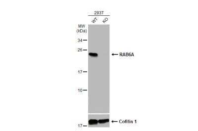 Knockout Validated: RAB6A Antibody [NBP1-33110]