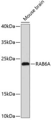 Western Blot: RAB6A AntibodyAzide and BSA Free [NBP2-93765]