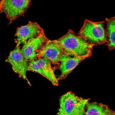 Immunocytochemistry/ Immunofluorescence: RAB6B Antibody (6D12E4) - BSA Free [NBP2-61825]