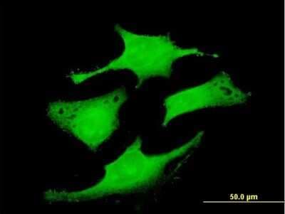 Immunocytochemistry/ Immunofluorescence: RAB6IP1 Antibody [H00023258-B01P]
