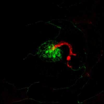 Immunocytochemistry/ Immunofluorescence: RAB8A Antibody (3G1) [H00004218-M02]