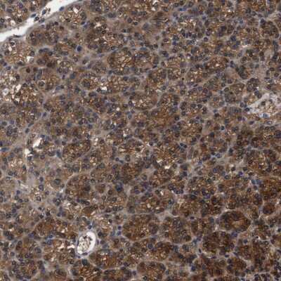 Immunohistochemistry-Paraffin: RABEP1 Antibody [NBP1-82590]