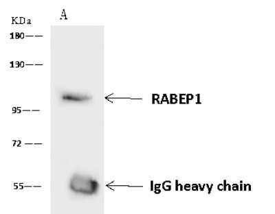 Immunoprecipitation: RABEP1 Antibody [NBP2-97637]