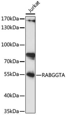 Western Blot: RABGGTA AntibodyAzide and BSA Free [NBP2-94048]