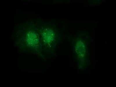 Immunocytochemistry/ Immunofluorescence: RABL2A Antibody (OTI4A8) [NBP2-03281]
