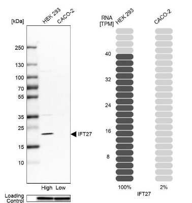 Western Blot: RABL4 Antibody [NBP1-87170]