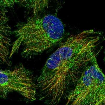 Immunocytochemistry/ Immunofluorescence: RABL5 Antibody [NBP1-84098]