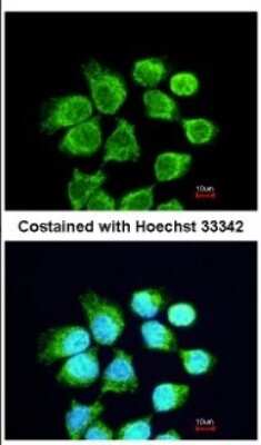 Immunocytochemistry/ Immunofluorescence: MgcRacGAP/RACGAP1 Antibody [NBP2-20049]