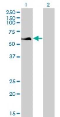 Western Blot: RAD18 Antibody (3H7) [H00056852-M01]