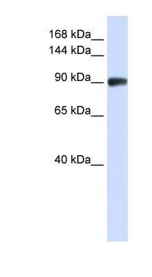 Western Blot: RAD54B Antibody [NBP1-58238]