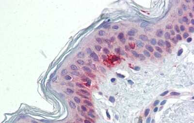 Immunohistochemistry-Paraffin: RAE1 Antibody [NBP1-57186]