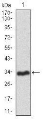 Western Blot: RAG1 Antibody (1D9)BSA Free [NBP2-37449]