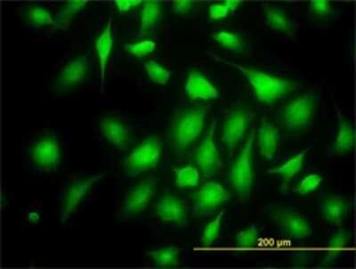 Immunocytochemistry/ Immunofluorescence: RAGEF2 Antibody (2C5) [H00051735-M01]