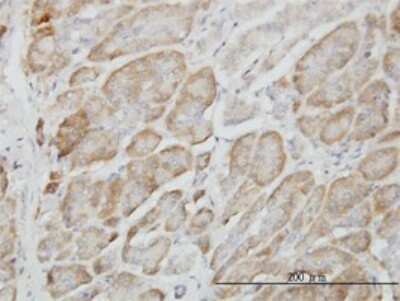 Immunohistochemistry-Paraffin: RAGEF2 Antibody (2C5) [H00051735-M01]