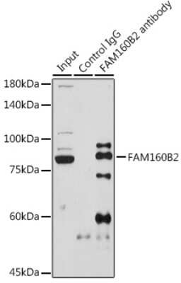 Immunoprecipitation: RAI16 Antibody - Azide and BSA Free [NBP3-15603]