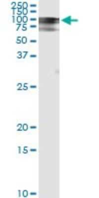Western Blot: RALBP1 Antibody (2A1) [H00010928-M02]