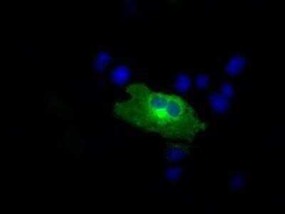 Immunocytochemistry/ Immunofluorescence: RALBP1 Antibody (OTI11B2) - Azide and BSA Free [NBP2-73788]